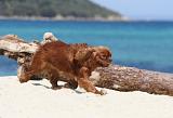 CAVALIER KING CHARLES 123